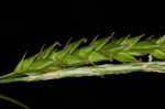 Sharpscale sedge